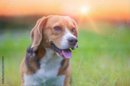 Portrait of a cute beagle dog sitting outdoor on the green grass field on sunny day.