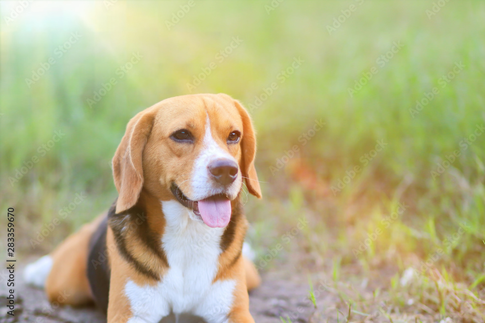 A cute beagle dog lying on the grass outdoor in the park.