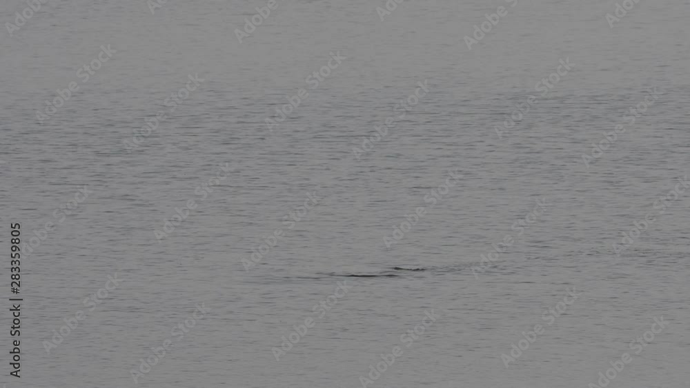 Hippo surfacing from under water in lagoon in Botswana Hippo surfacing from under water in lagoon in Botswana