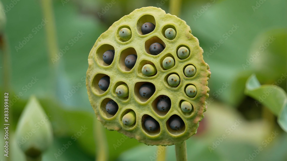 Africa flora and fauna Africa flora and fauna