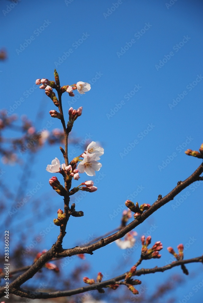 White sakura flower start to bloom in spring season White sakura flower start to bloom in spring season