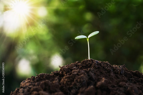 sprout plant growing on  soil with sunshine in farm. agriculture concept