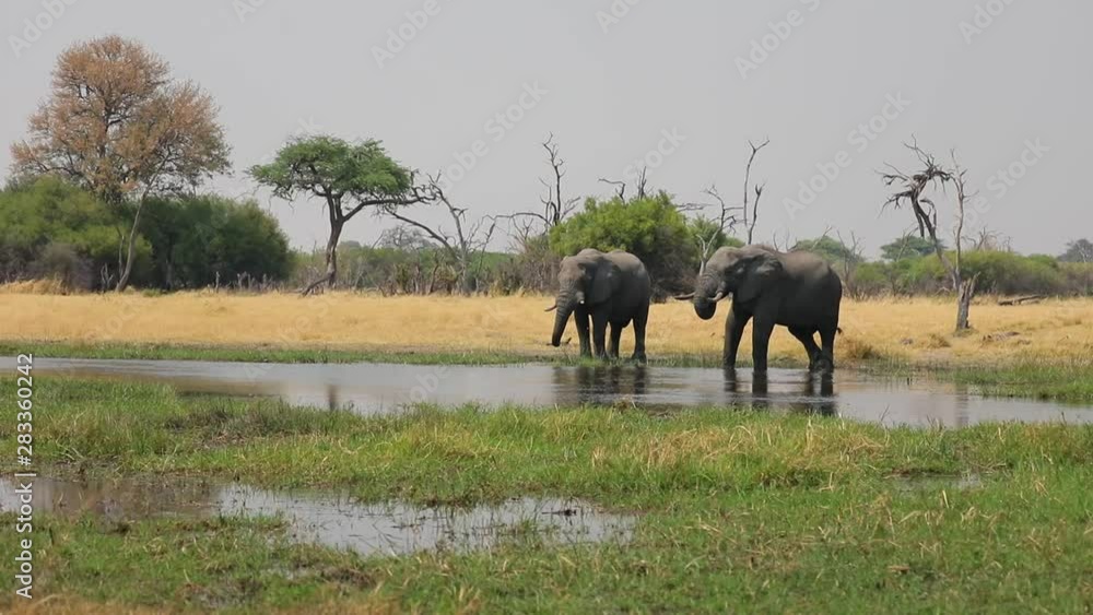 African Male Elephants drinking, bathing and play fighting in lush river landscape in Botswana African Male Elephants drinking, bathing and play fighting in lush river landscape in Botswana