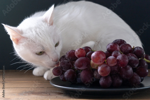 Bunch of ripe purple grapes in a bowl and a white hungry interested cat on a wooden table on the black background in the dark. Close-up. Side view