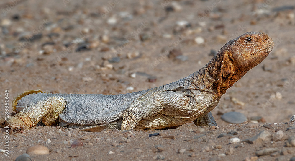 iguana on rock iguana on rock