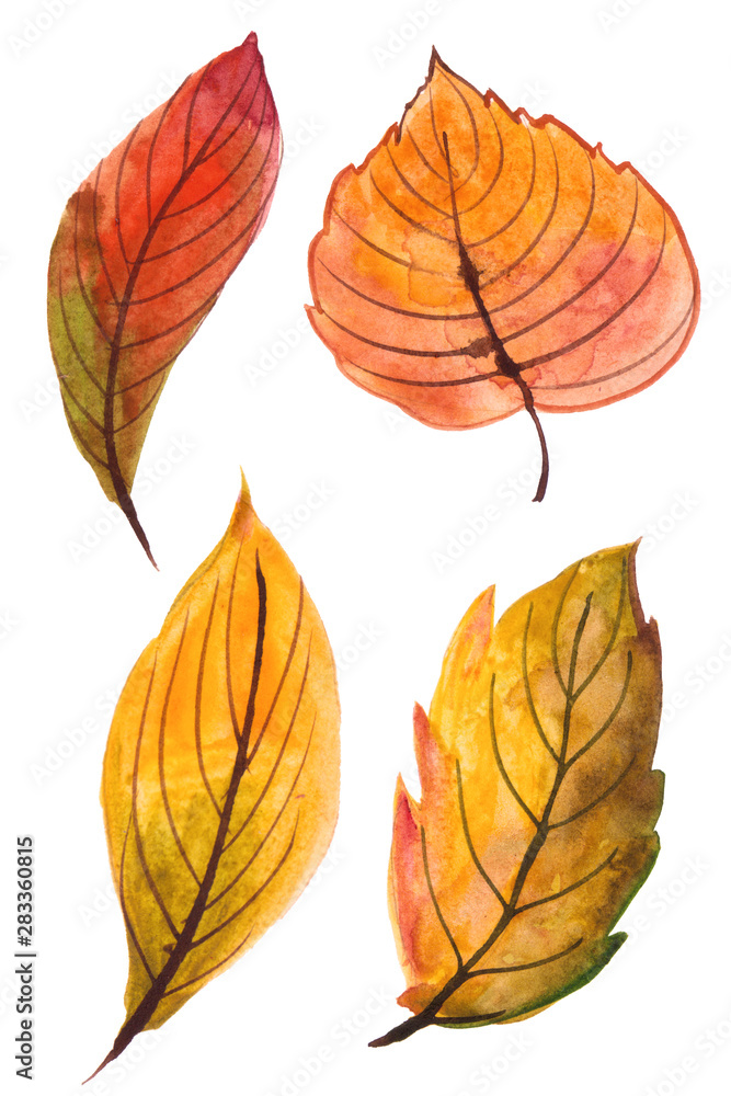 set of watercolor handpainted autumn leaves, isolated on white background. best for haloween, thanksgiving day design invitations. set of watercolor handpainted autumn leaves, isolated on white background. best for haloween, thanksgiving day design invitations.
