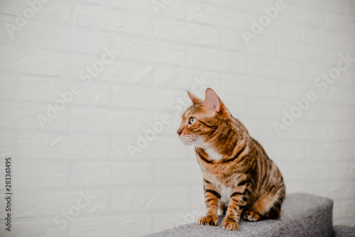 Beautiful cute bengal cat lying and sitting on the sofa. Horizontal copyspace taking care concept