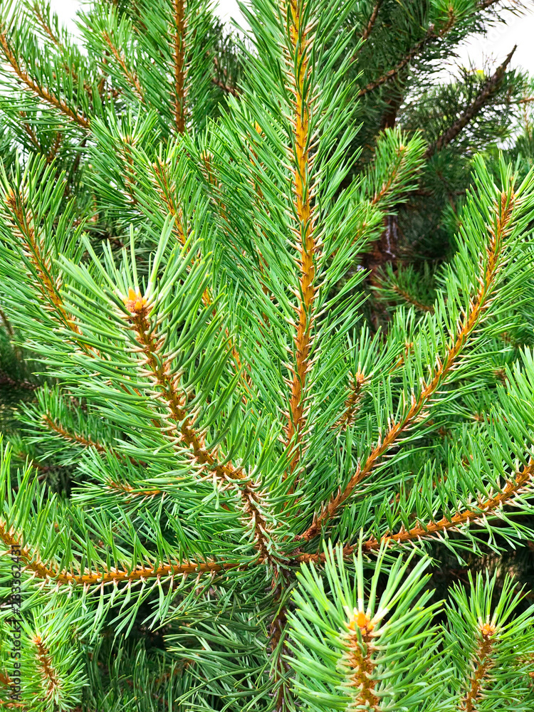 Pine branches close-up. Close up. Selective focus.