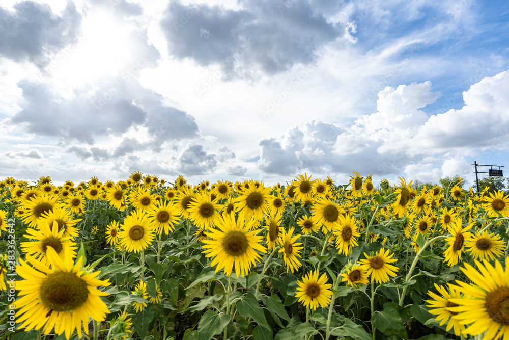 sunflower sunflower
