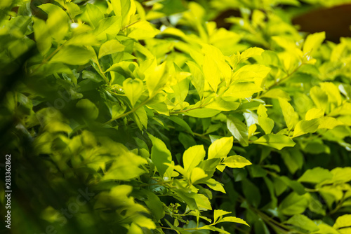 The leaves is sunshine yellow tones contrasting with the dark green backdrop.