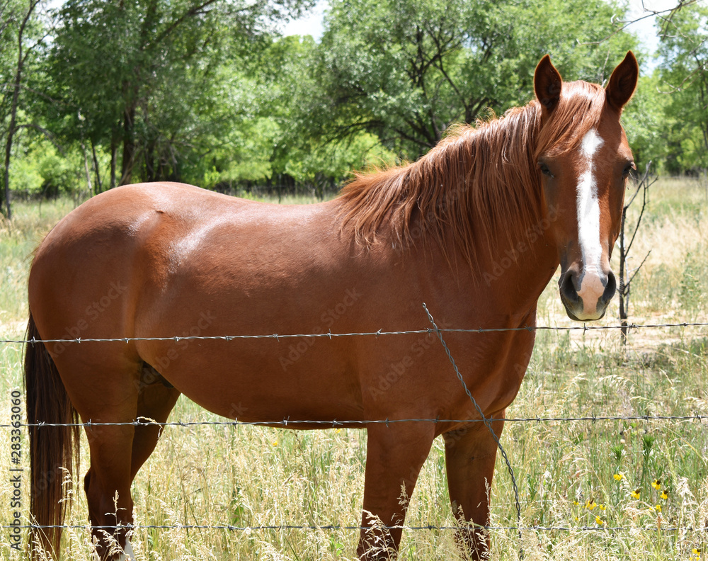 Fototapeta premium Pretty brown inquisitive horse with comb over
