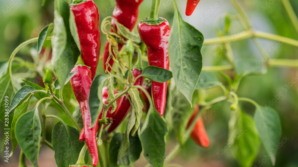 Appetizing red hot pepper grows in the garden Appetizing red hot pepper grows in the garden