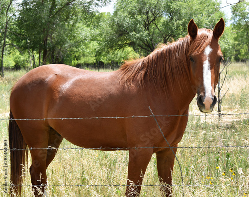 Pretty brown inquisitive horse with comb over