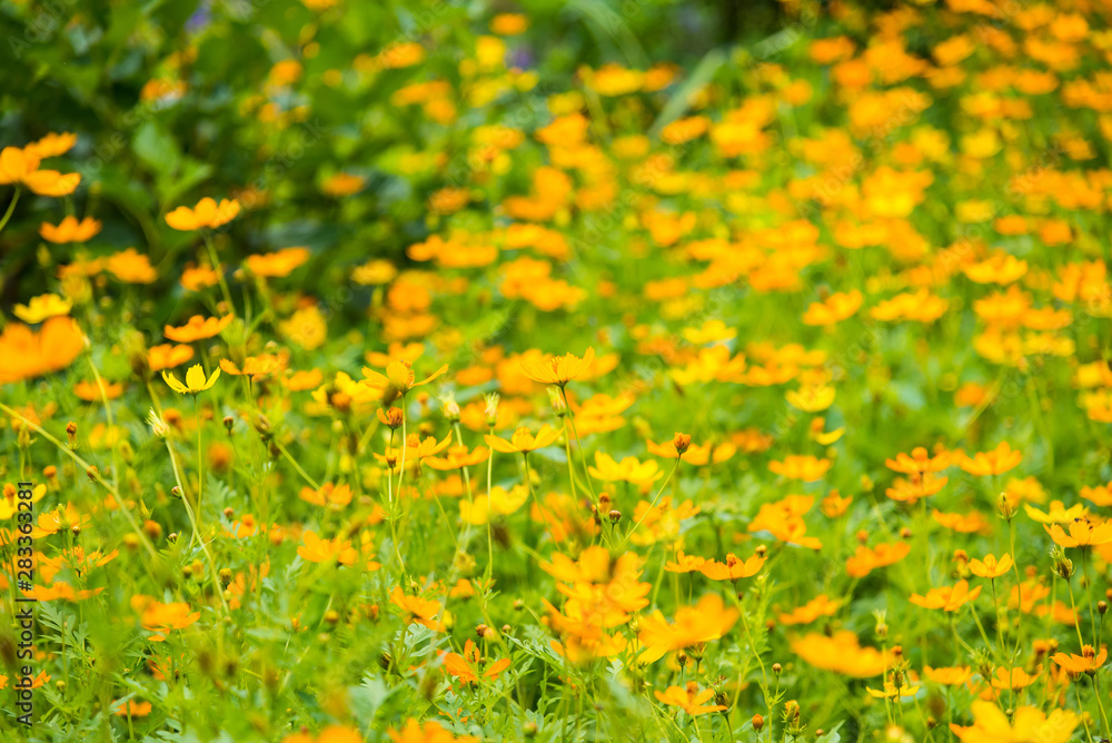 Flower & green plant in the park.Thailand.