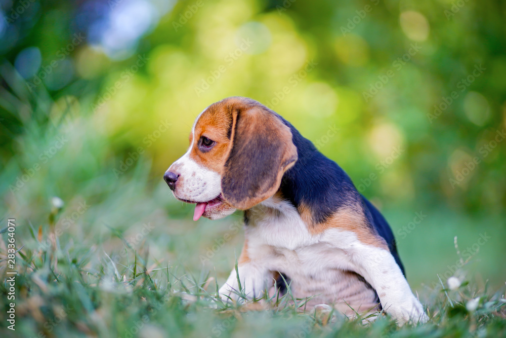 An adorable beagle puppy playing on the grass outdoor in the park.