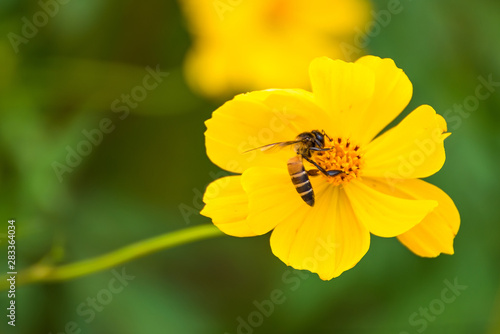 Flying bee, yellow cosmos flower.