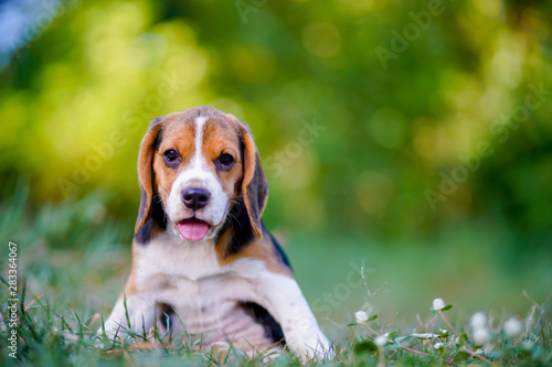 An adorable beagle puppy sitting on the grass outdoor in the park.