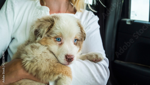 Tableau sur toile The owner of the puppy holds the pet in his arms, travel together in the car