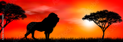 African lion on sunset background. Silhouette of an African lion. Lion on the background of the sun and trees. African wild landscape. Sunset. Wildlife of Africa