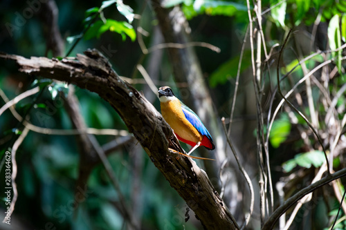Blue-winged pitta on branch