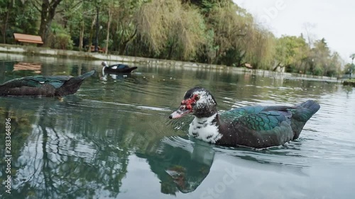 Colorful ducks swim in a pond in the park in a close-up