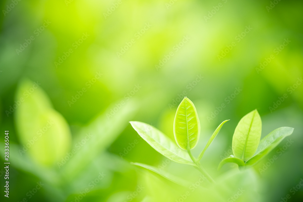 Nature of green leaf in garden at summer. Natural green leaves plants using as spring background cover page greenery environment ecology wallpaper Nature of green leaf in garden at summer. Natural green leaves plants using as spring background cover page greenery environment ecology wallpaper