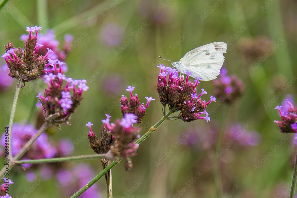Butterfly insect alone on the flowers in the garden.Thailand.