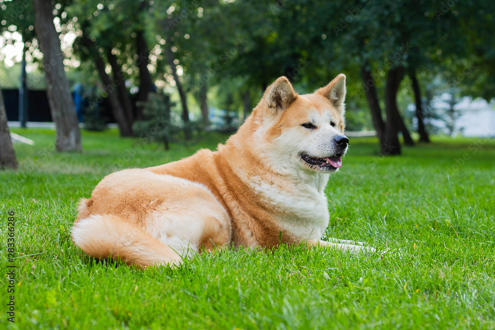 female dog of japanese breed akita inu with white and red fluffy coat lying on green grass female dog of japanese breed akita inu with white and red fluffy coat lying on green grass