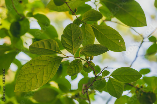 green leaves of tree with fruit