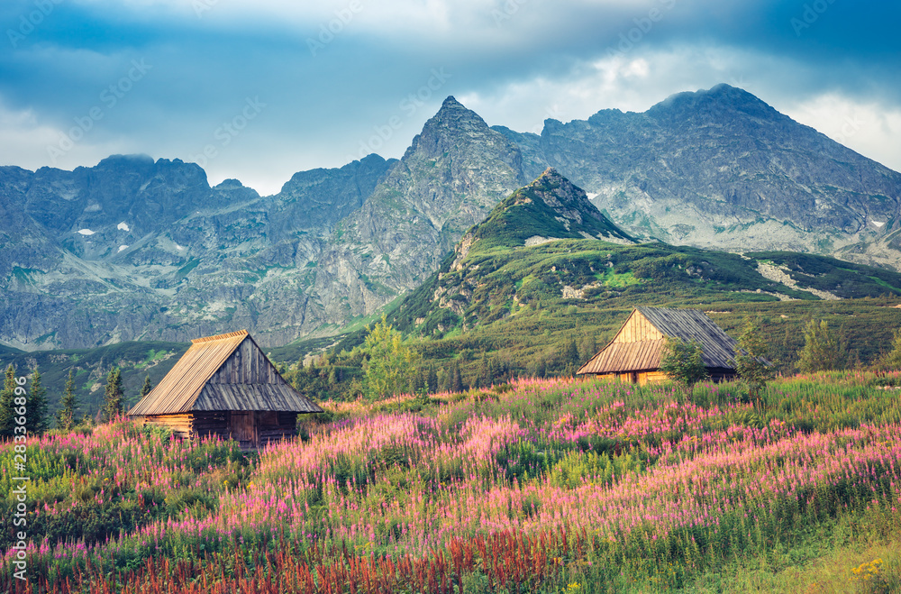 mountain landscape, Tatra mountains panorama, Poland colorful flowers and cottages in Gasienicowa valley (Hala Gasienicowa), summer