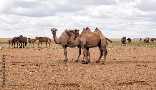 Two humps Camels at the Gobi Desert  Mongolia