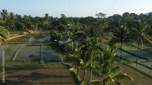 Flying over the rice fields of Tetebatu in central Lombok