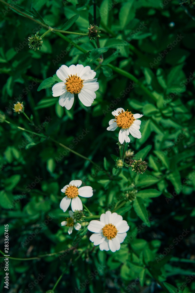 white flowers in the green garden white flowers in the green garden