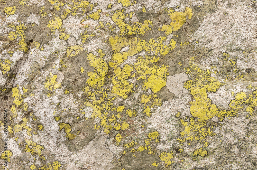Granite rock covered with lichen Granite rock covered with lichen