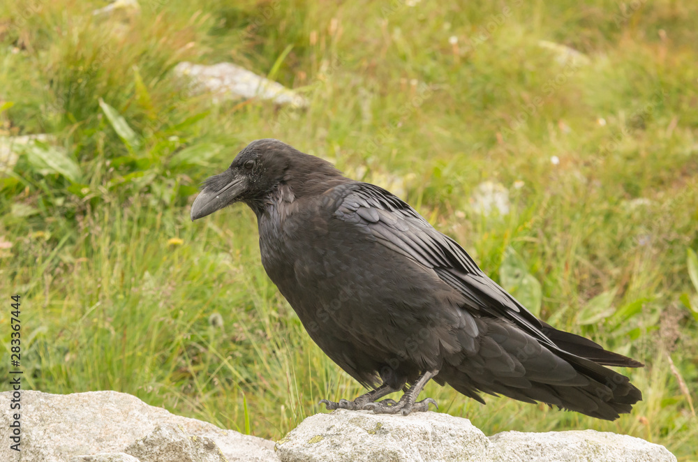 Fototapeta premium Common raven (Corvus corax) in Tatra mountains, Poland