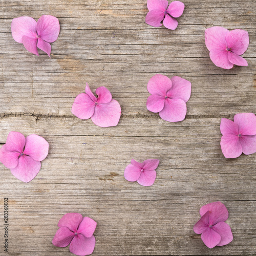 Pink hydrangea flowers on a wooden background. Summer ends. Concept. Background for posting information, place for text.