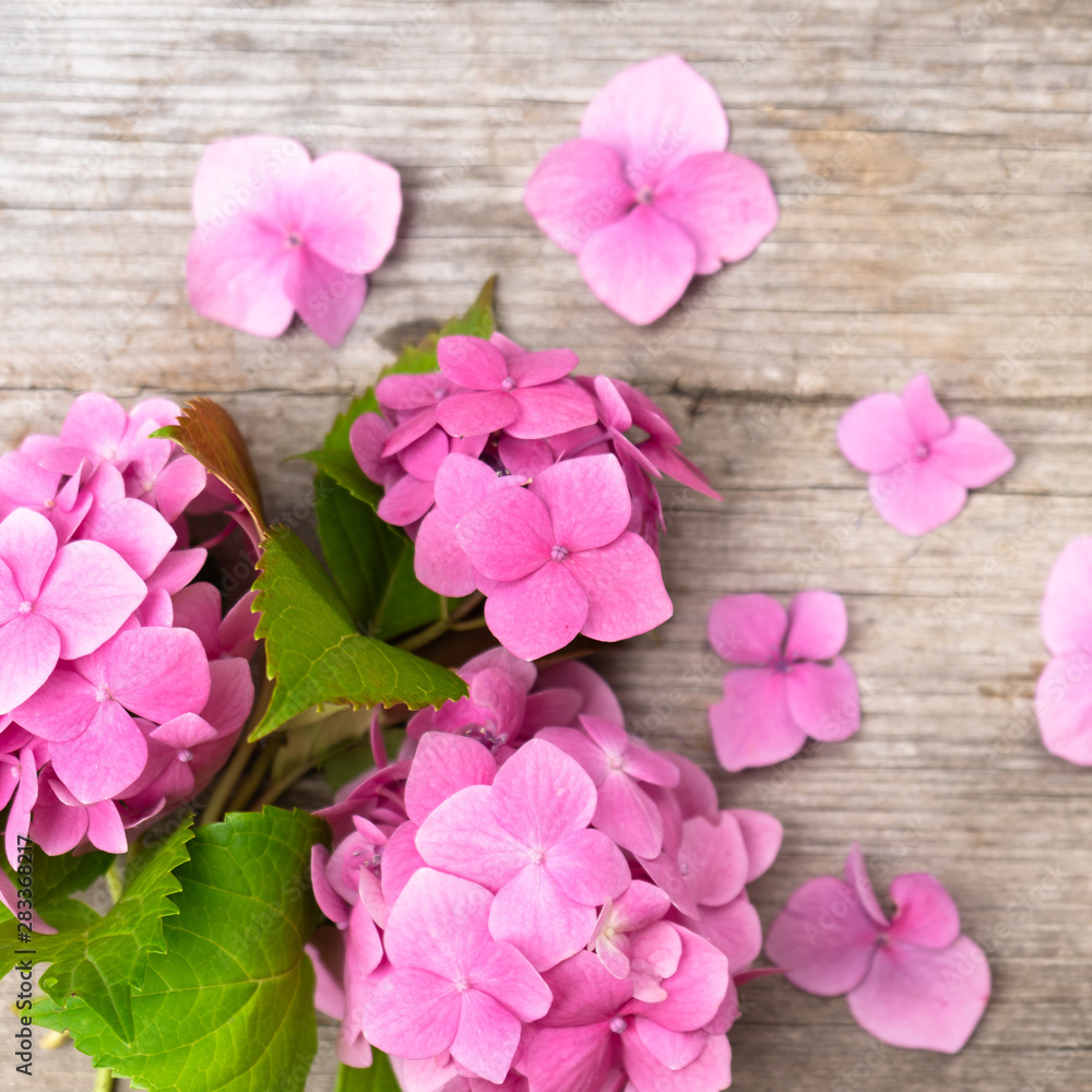 Obraz premium Pink hydrangea flowers on a wooden background. Summer ends. Concept. Background for posting information, place for text.