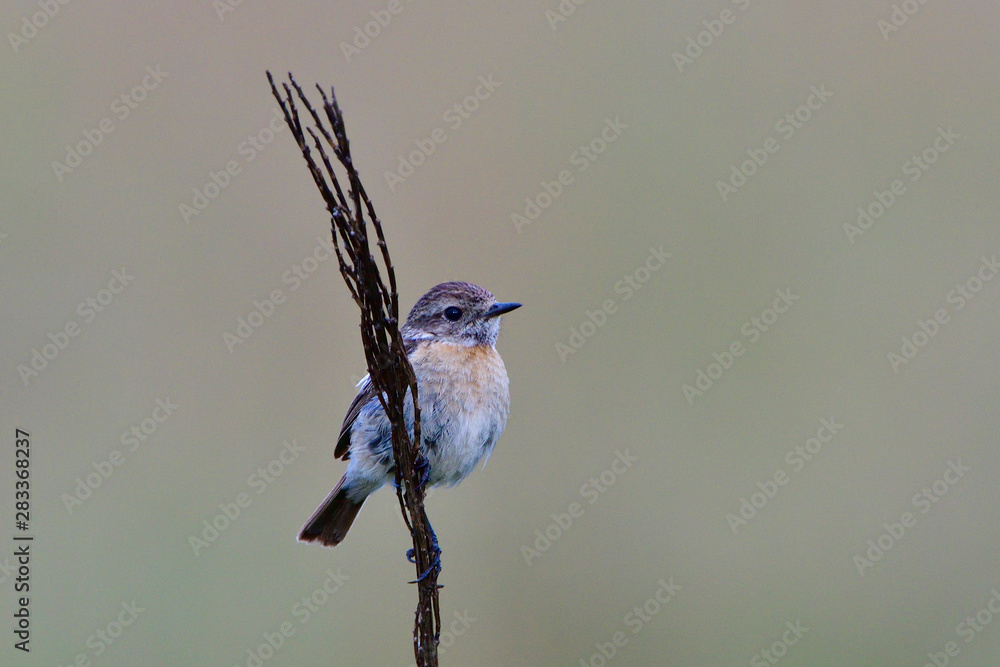 Obraz premium Junges Schwarzkehlchen wartet auf Futter