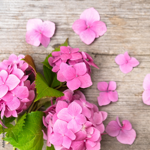 Fototapeta Naklejka Na Ścianę i Meble -  Pink hydrangea flowers on a wooden background. Summer ends. Concept. Background for posting information, place for text.