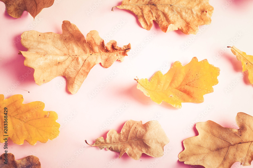 Fototapeta premium Fall leaves autumn background