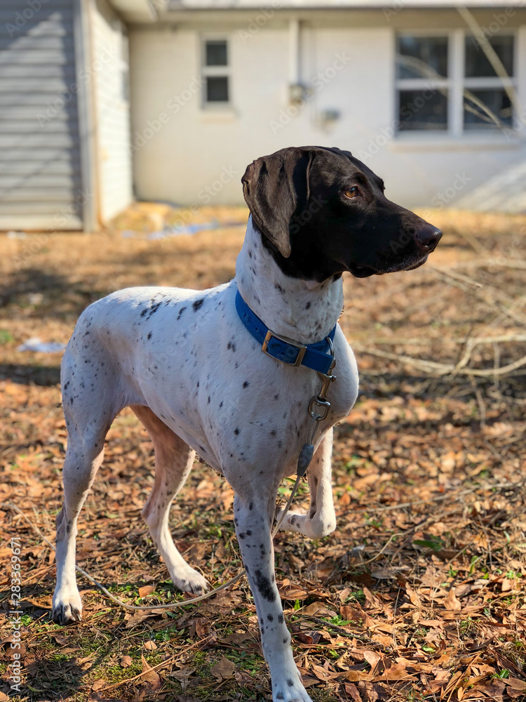 portrait of a dog