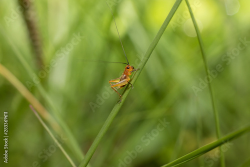 Cricket on grass
