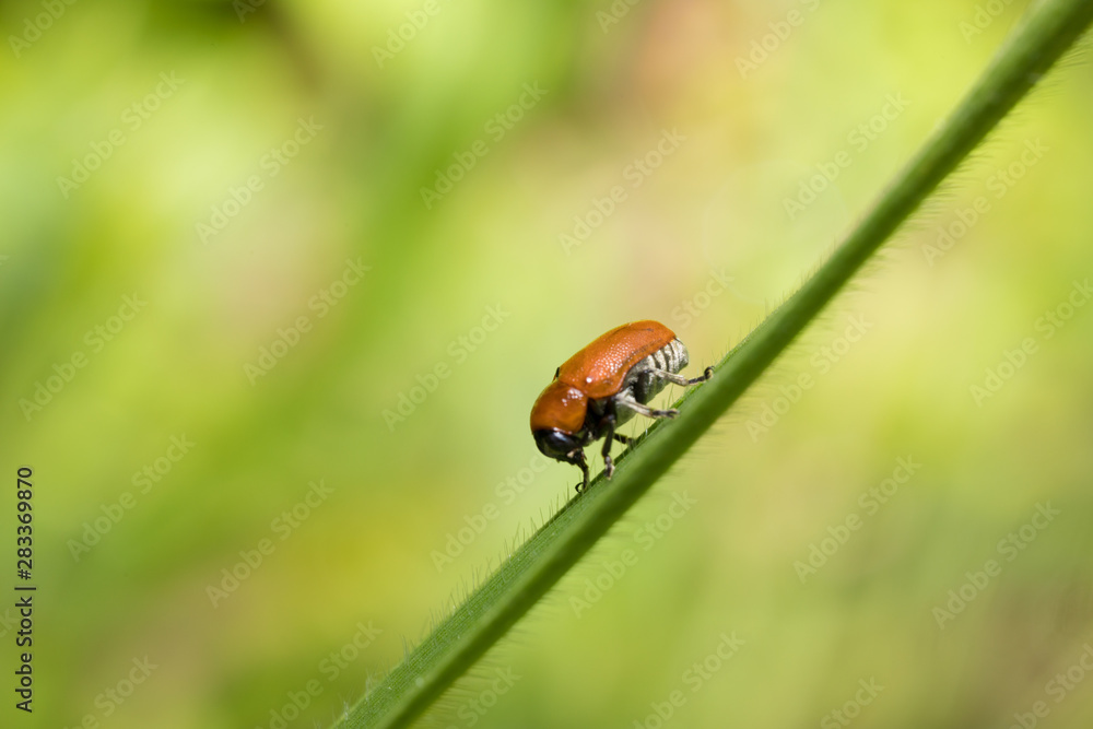 Fototapeta premium ladybug on leaf