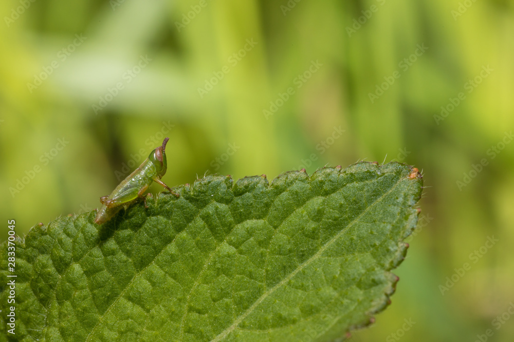 grasshopper on leaf grasshopper on leaf