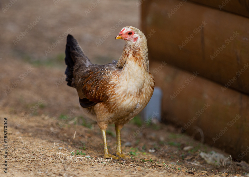 hen