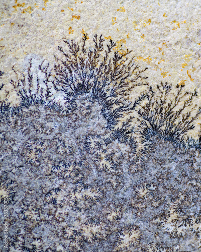 Detalle y vista de cerca de una dendrita de pirolusita (Dióxido de Manganeso) photo