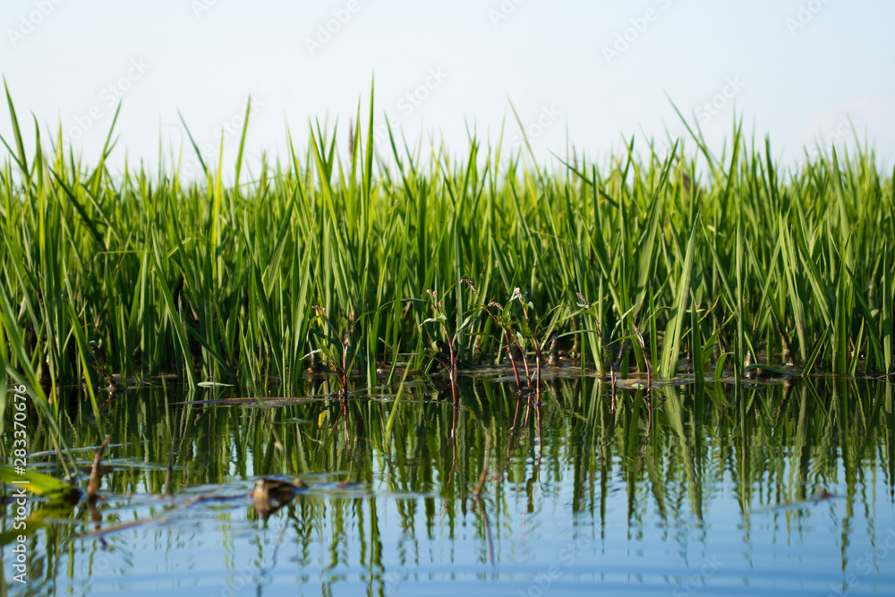 green rice sprouts in rice field green rice sprouts in rice field