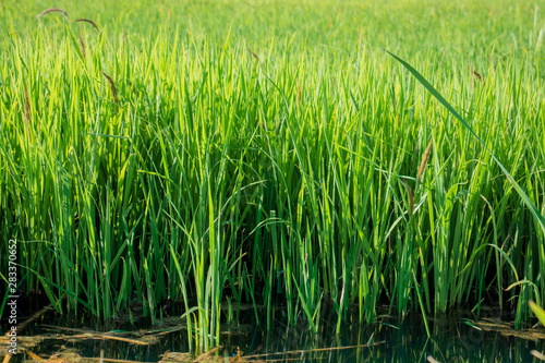green rice sprouts in rice field