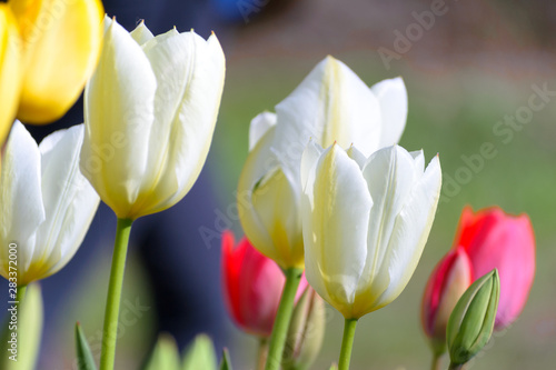Close up of a bunch of colorful tulip flowers