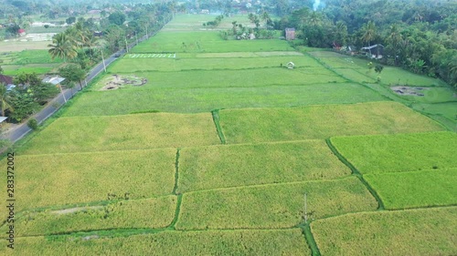 Flying over the rice fields of Tetebatu in central Lombok